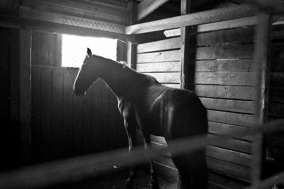 Black and White Portrait of a horse in his stall