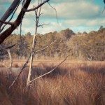 Grass and trees in the Georgia landscape
