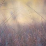 Grass in the Georgia landscape
