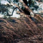 waves of grain in Georgia Landscape