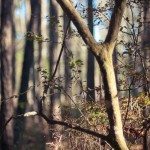 Small tree in the Georgia landscape