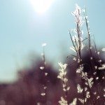 Flower in Georgia landscape