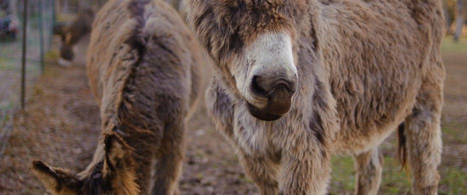 mule donkey burro standing beside its baby